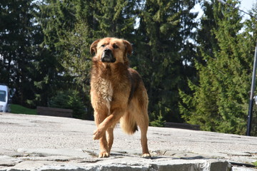 Sticker - brown Dog with injured leg