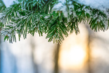 Background Of Pine Branches Covered With Frost, Frost On The Tree. Winter Natural Background