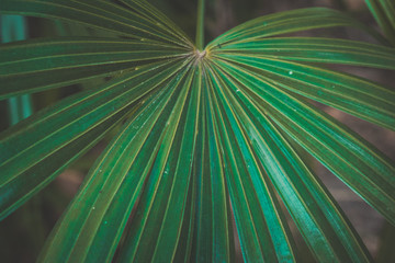 Wall Mural - green leaf