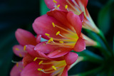 Fototapeta Tulipany - pink stamen
