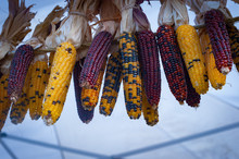 Colourful Indian Corn For Sale Hanging On A Rope At A Farmers Market