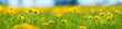 Field with dandelions. Closeup of yellow spring flowers