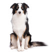 Portrait of cute young Australian Shepherd dog sitting on floor, isolated on white background. Beautiful adult Aussie, frontal and looking at camera.
