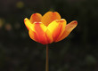 motley tulip  in evening light ,close up
