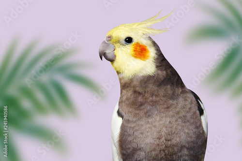 pretty cockatiels