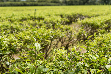 Canvas Print - farm of tea tree