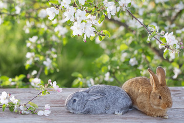 little rabbit in spring orchard