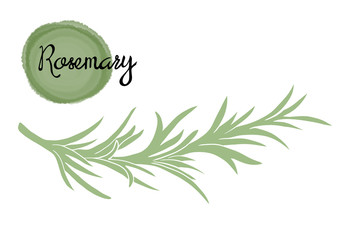  Rosemary herbal illustration