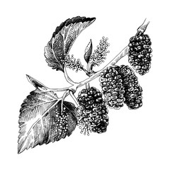 hand drawn mulberry branch
