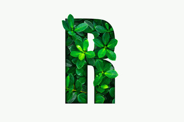 Wall Mural - Nature concept alphabet of green leaves in alphabet letter R