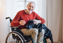 A Disabled Senior Man In Wheelchair Indoors Playing With A Pet Dog At Home.