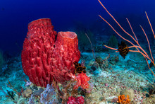 Beautiful, Huge Sponges Deep On A Tropical Coral Reef (Similan Islands, Thailand)