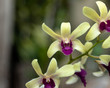 Yellow dendrobium orchids are dendrobium orchids in this genus have roots that creep over the surface of trees or rocks, rarely having their roots in soil.
