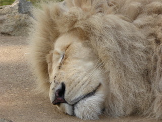 Wall Mural - White  lion