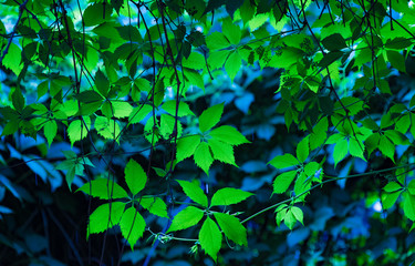 tree leaves