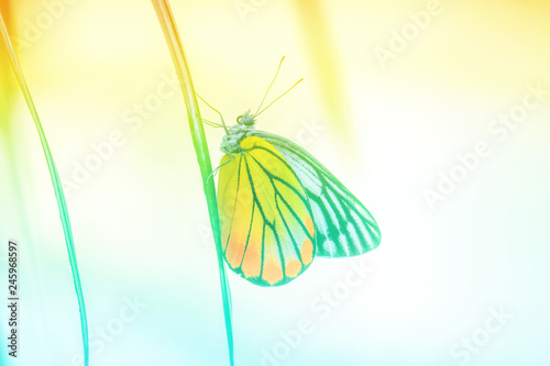 Butterflies and nature in pastel tones