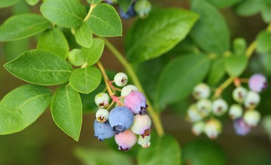 Canvas Print - Highbush blueberry.