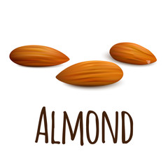 Poster - Almond icon. Realistic illustration of almond vector icon for web design isolated on white background