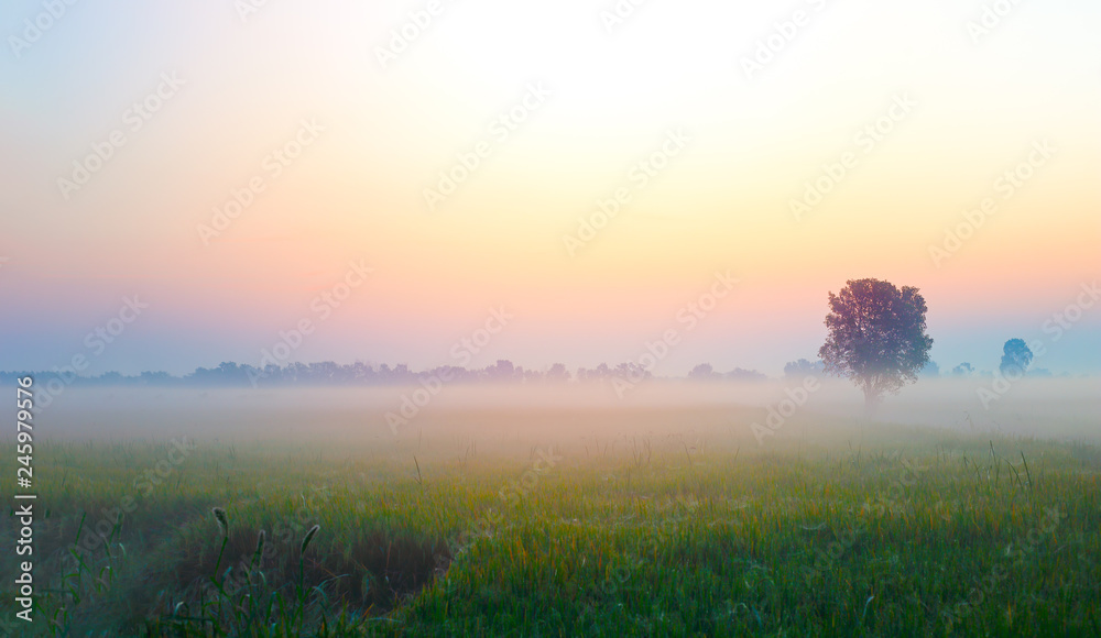 Landscape meadow with tree dramatic sky fog and beautiful autumn ...