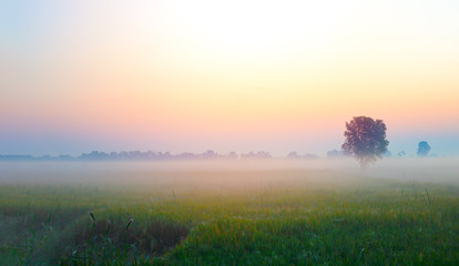 landscape meadow with tree dramatic sky fog and beautiful autumn morning