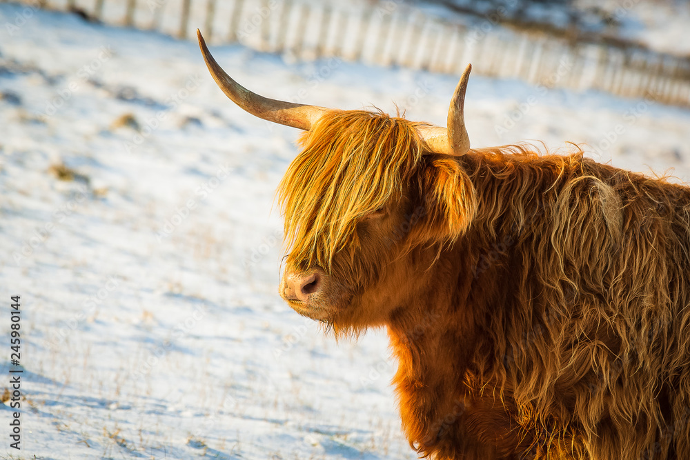 Scottish highland cow, close up head and shoulders, looking at the ...