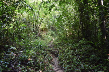 Beautiful green jungle landscape in Khao Sok National Park in Thailand, Asia