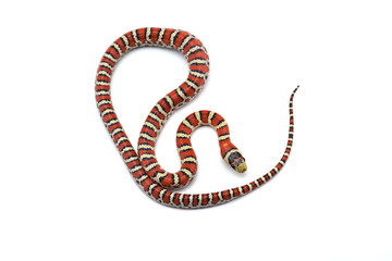 Wall Mural - Knobloch's king snake isolated on white backgound