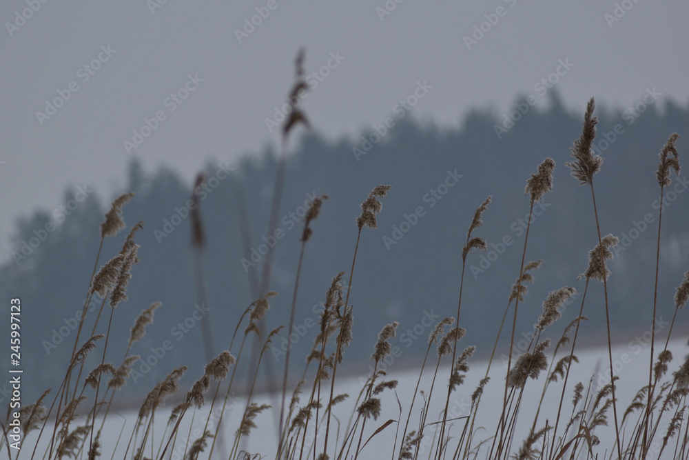 wspaniałe trawy i trzciny nad brzegiem zimowego jeziora - obrazy, fototapety, plakaty 