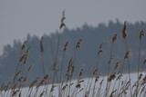 Fototapeta  - wspaniałe trawy i trzciny nad brzegiem zimowego jeziora
