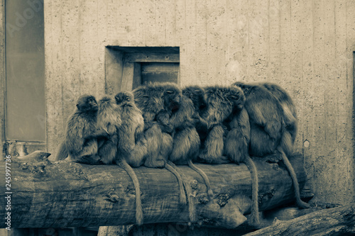 Cuadros en Lienzo Monkeys sitting on a trunk in a row