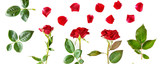 Flowers composition. Red roses isolated on white background. Wide photo.