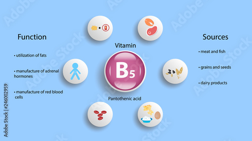 Itamin B5 Vector Design Vitamin B5 Function And Sources