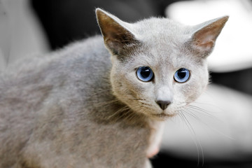 close-up of a blue-eyed gray cat