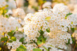 © zest_marina - Blossoming bush of Spiraea