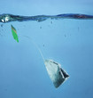 © shyshka - a tea bag as a symbol of pollution in the ocean