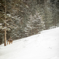 A deer looking behind her, with evergreen trees and a snowy field. Photographed in a snowstorm in Maine in January 2019.