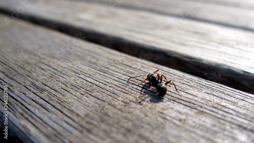 Obraz na płótnie mrówka
