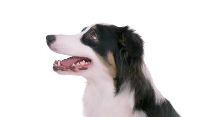 Wall Mural - Beautiful Australian Shepherd Dog - portrait close-up. Cute Aussie looking at camera and away on white background for keying. Dog head.