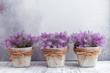 Small purple flowers in gray ceramic pots on stone background Rustic style Copy space