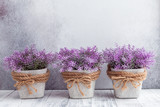 Fototapeta Lawenda - Small purple flowers in gray ceramic pots on stone background Rustic style Copy space