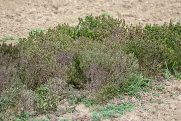 Wall Mural - Kräuteranbau im Feld