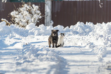 A Black Dog And A White Cat Are Sitting Together On A Snowy Street. The Concept Of Friendship, Love And Family.