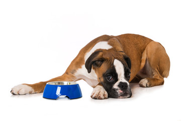 Canvas Print - Young boxer dog with empty food bowl isolated on white background