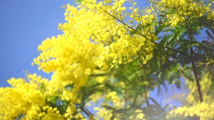 Fotomurales - Mimosa. Spring flowers Easter background. Blooming mimosa tree over blue sky. 4K UHD video footage. 3840X2160