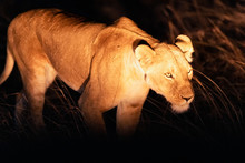 Lioness Hunting At Night, Masai Mara, Kenya
