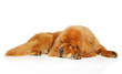Tibetan Mastiff dog resting on white background