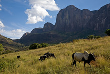 Zebu Cattle, Tsaranoro Massif, Southern Madagascar