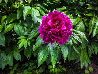 Wall Mural -  peonies in the garden