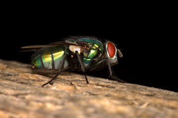 green bottle fly