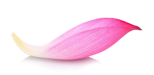 Lotus petal on white background